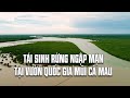 Tái sinh rừng ngập mặn tại Vườn Quốc gia Mũi Cà Mau | VTV24