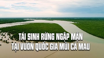 Tái sinh rừng ngập mặn tại Vườn Quốc gia Mũi Cà Mau | VTV24