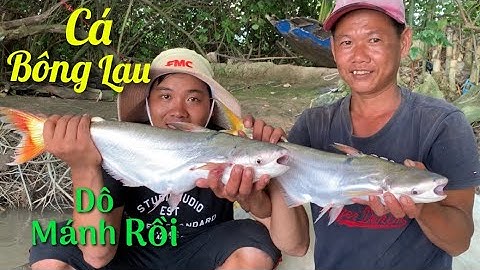 Hôm nay dô mánh quét lưới dính CÁ BÔNG LAU về nhậu lai rai bên chòi lá | Cù Lao Dung Vlogs #156