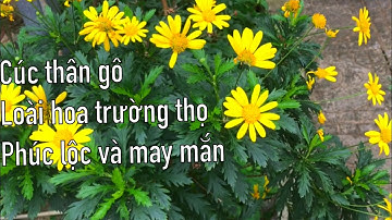 Cúc Thân Gỗ - loại hoa trường thọ, hàm chứa phúc lộc và may mắn - Nhật ký vườn