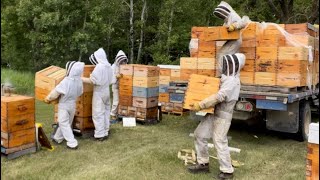 Honey Farm Minions