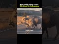 Rare White Bison and Herd Cross the Road In Yellowstone.Best Wildlife Moment.