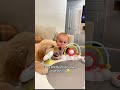 Have a golden retriever they said🐶🤣🤣#dog#funny#funnyanimals#funnypets#animals
