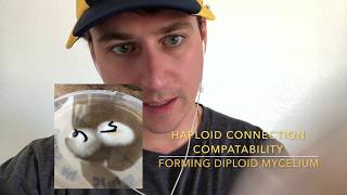 Mycology Breeding Project day 24: Mating type compatibility