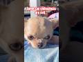 People misunderstand chihuahuas… #puppy #chihuahuafanclub #chihuahua #dogshorts