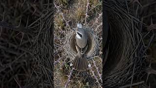10 Days of Pure Wildlife Engineering: The Butcher Bird Builds a Thorn Fortress! 😲 #nest #birds