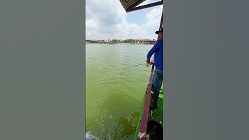 Cao Thủ Bắt Cá Chim Hồ Huyện Đội #Shorts