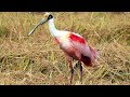 Pássaros do Brasil - Aves do Pantanal - COLHEREIRO - Brazilian Birds