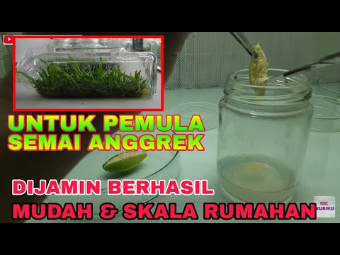 Video: Perkecambahan Biji Anggrek: Bisakah Anda Menanam Anggrek Dari Biji