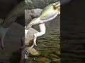 Giant frog