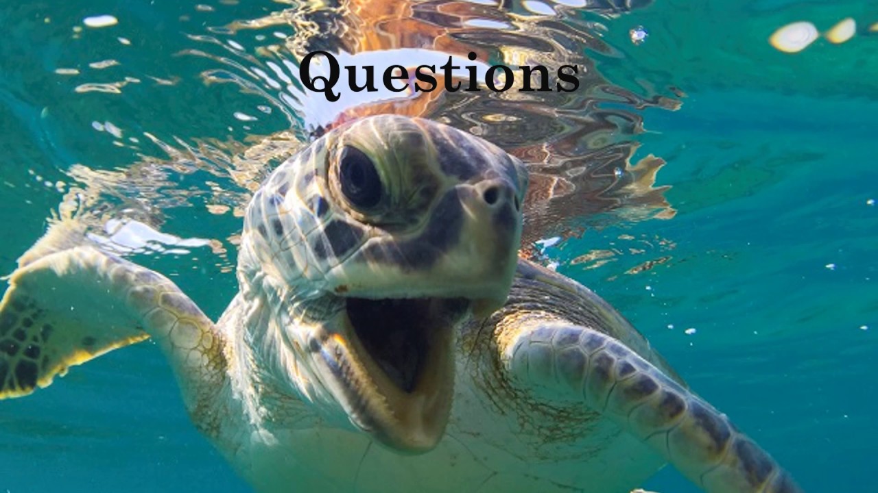 Green sea turtles - YouTube