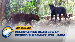 Ekspedisi Macan Tutul Jawa Di Sanggabuana - Metro Siang
