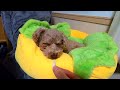 寝てる犬の前にこっそりおやつを出してみたら反応が可愛すぎて笑ったw【トイプードル】