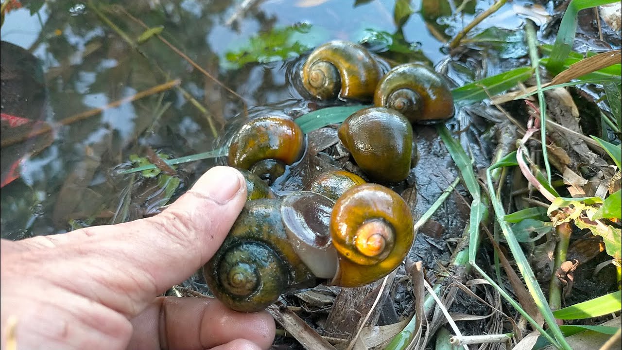 HUNTING GOLDEN SNAIL !! Menangkap Keong Mas di Sungai YouTube