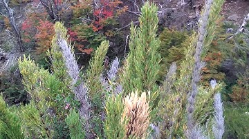 Los colores del otoño...
