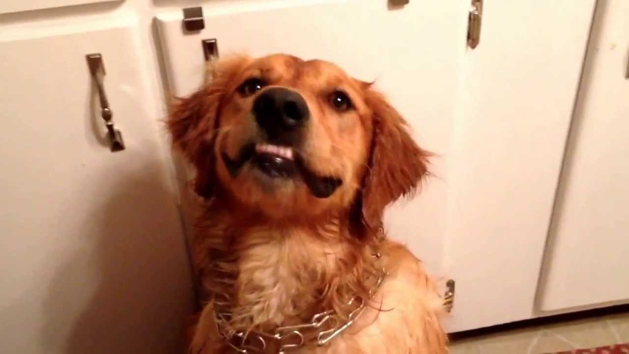 Golden retriever bad under bite YouTube