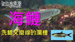 (14) 海鰱(瀾槽)的習性與釣法【知魚不龜系列】 