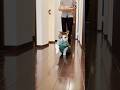ルンルンでごはんを先導するはずが思わぬハプニングが… #cats
