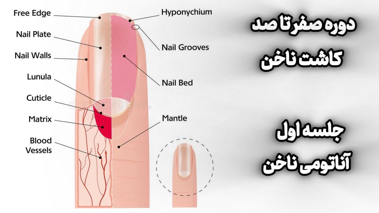 اموزش صفر تا صد کاشت ناخن جلسه اول اناتومی ناخن