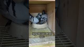 total widowhood and a bird cuddles with 2 females in the nest bowl #Shorts