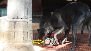 Wow!!! Mother dog wants to bite her babies Two Children At a Time making puppies crying loudly