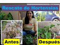 Rescate de Hortensia/ Mantenimiento de hortensia en maceta y clima caluroso