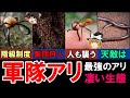 【ゆっくり解説】最強のアリ「軍隊アリ」の凄い生態 天敵は？