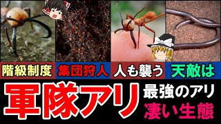 【ゆっくり解説】最強のアリ「軍隊アリ」の凄い生態 天敵は？