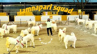 CHAMBAL KA KHAZANA #jamnaparigoat  @Rkgoatfarm