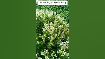 قران كريم بصوت روعه بسم الله ماشاء الله #quran #المصحف #اكسبلور #القرآن_الكريم