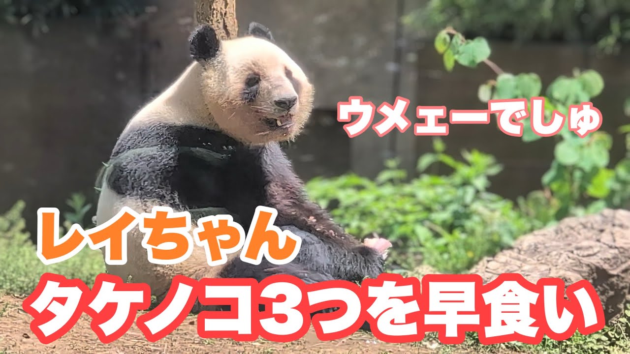 レイちゃん、タケノコを三つも早食い 2025.04.27【レイレイ 