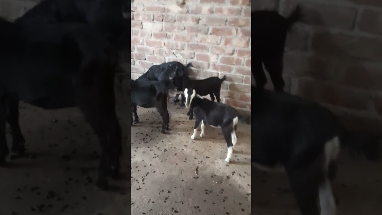 ৪টি সুস্থ ব্ল্যাক বেঙ্গল ছাগল বিক্রি হবে