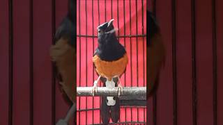 Pancing burung murai dengan suaranya yang khas.