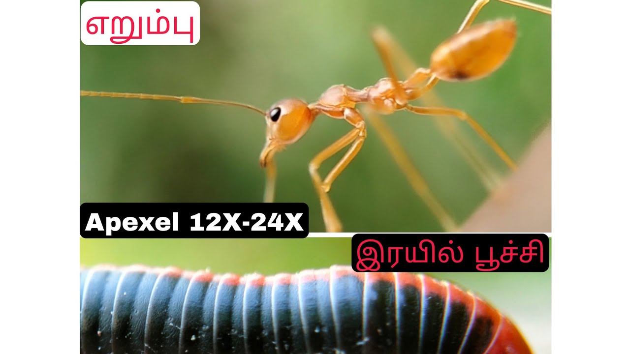❤️இரயில் பூச்சி|எறும்பு| Millipede and Ant Close-up shots. Apexel 12X-24X