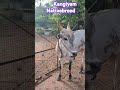 Kangiyam Nativebreed Cows and Bull #nkpnature #pooja #nativebreed #kangiyammadu #savenativebreedcow