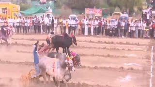 Raja Harnya Semi Pass Bailgada Sharyat