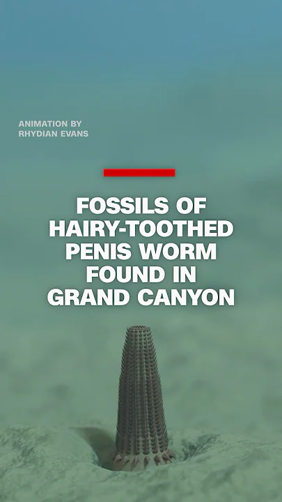 Fossils of hairy-toothed penis worm found in Grand Canyon