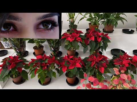 BİR GÖRÜŞTE SEVDİM CANANIM SENİ - YouTube