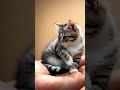 Cute Cat #cat #kitten #littlecat #cute #cutecat #funny #funnycat #search #shorts #feedshorts #feed