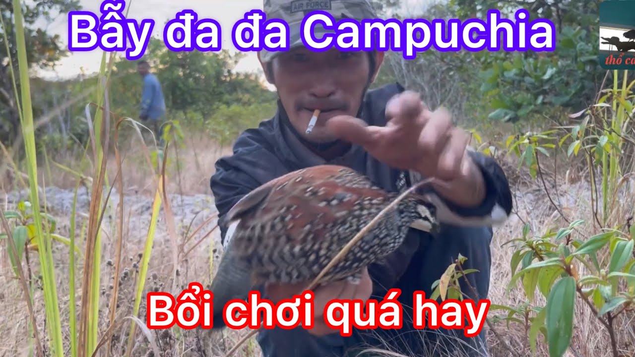 Bẫy đa đa Campuchia, bắt bổi giọng thá chơi mạnh như cọp