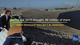 Throwing Shade On Shade Balls In Californias Drought-Stricken Reservoir