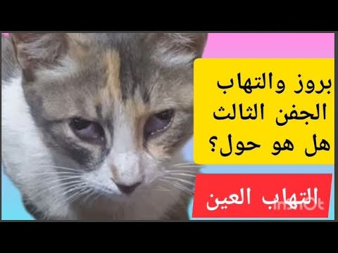 علاج التهاب العين الجفن الثالث