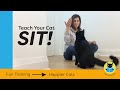 Teach Your Cat To Sit With Clicker Training