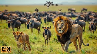 Our Planet 4K African Wildlife - Great Migration From The Serengeti To The Maasai Mara Kenya 