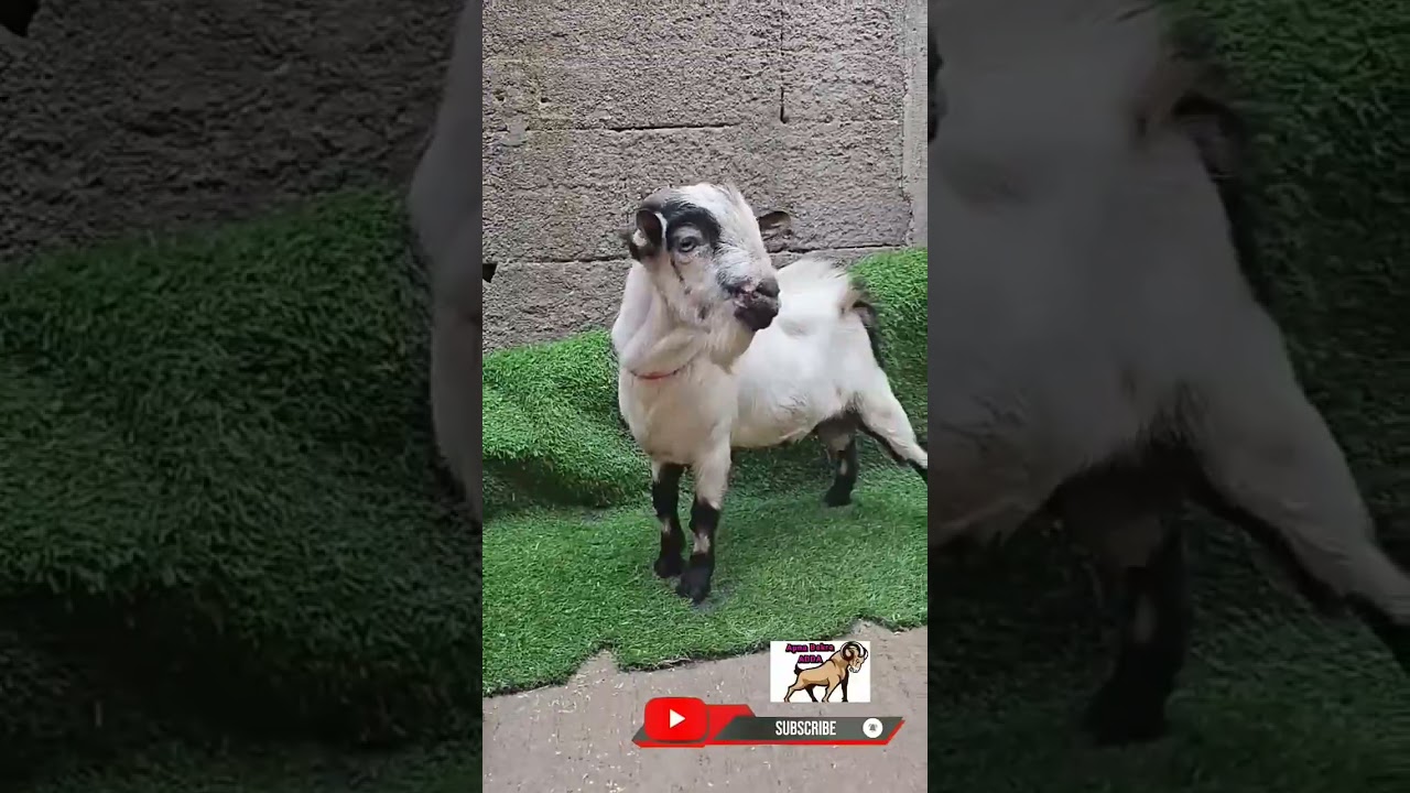 Bantam Bakre For sale. Shah Fazal Bhai 9892908992.