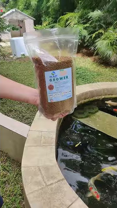 Tateh Extru Float Premium Grower Fish Feed / Pellets / Food for Tilapia ...
