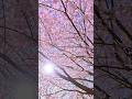 Cherry Blossoms in Full Bloom 🌸 Minoru Park Richmond BC | Spring Walk 2026