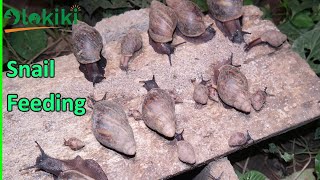 How to feed your Snails (Free-Range System) || Snail Nutrition Ep.2.