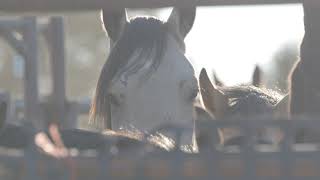 The Story of our Devil's Garden Mares and Foals