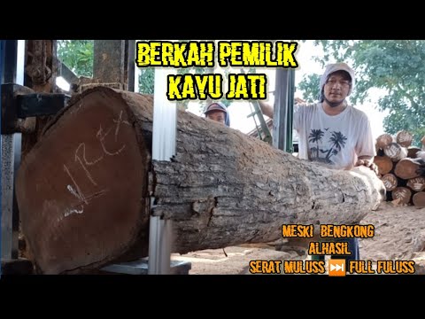 Laba menggila meski kayu Jati Bengkong menghasilkan serat mulus dan Fuluss 😎 sawmill kayu jati Blora